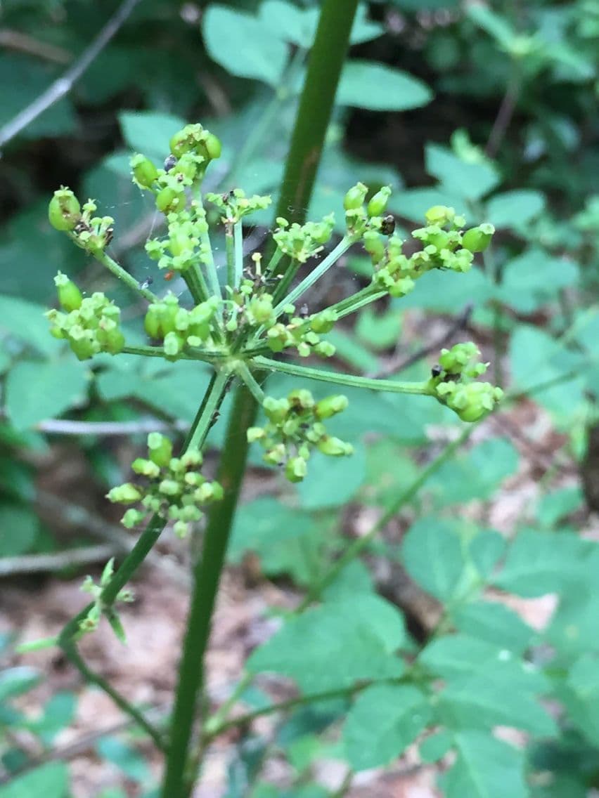 Ligusticum 6