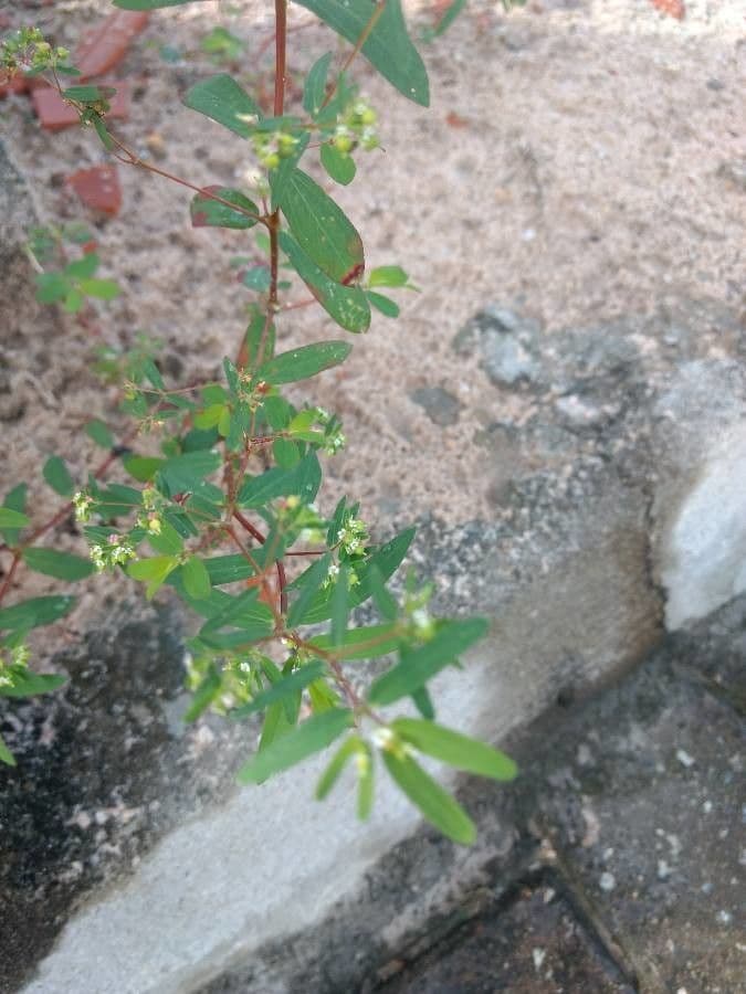 Euforbia pendula 6