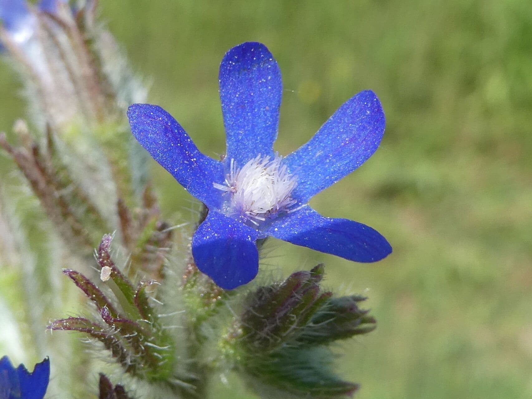 Buglossoide ondulata 5