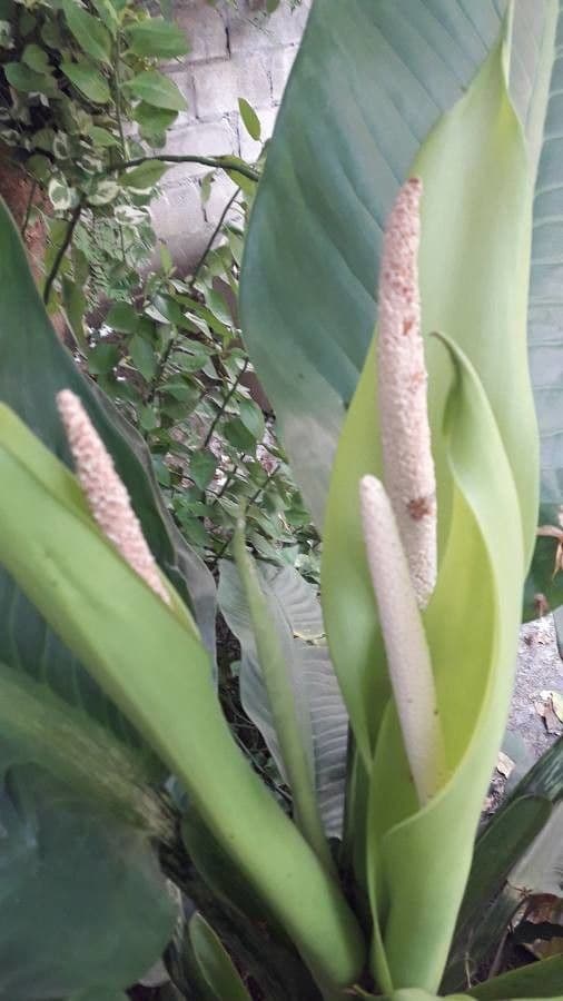 Dieffenbachia 7