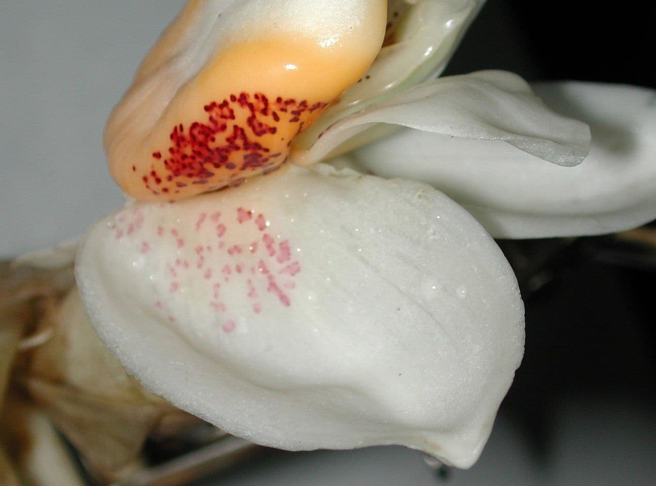 Stanhopea 4