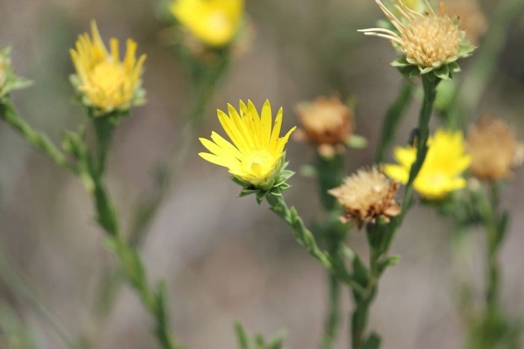 Xanthisma texaské 2
