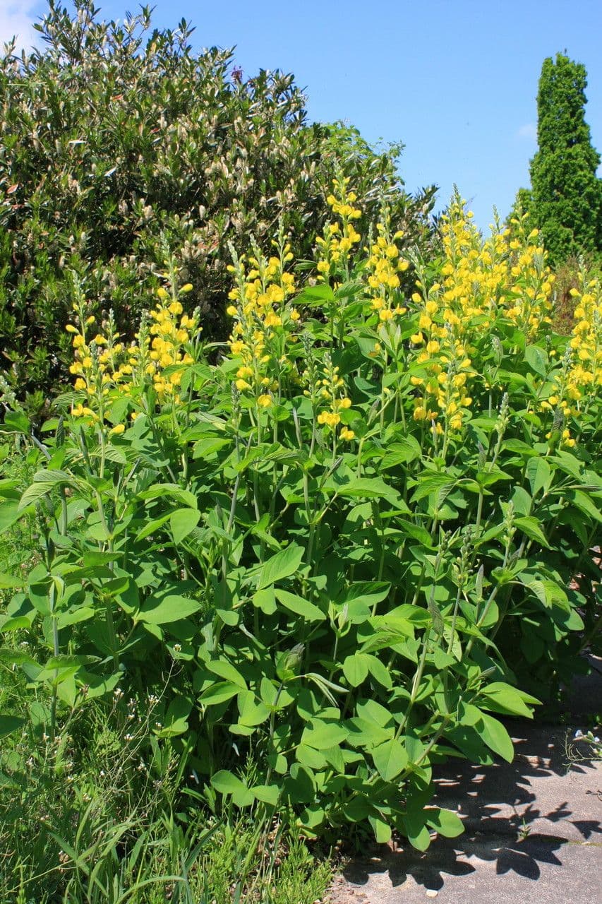 Baptisia 9