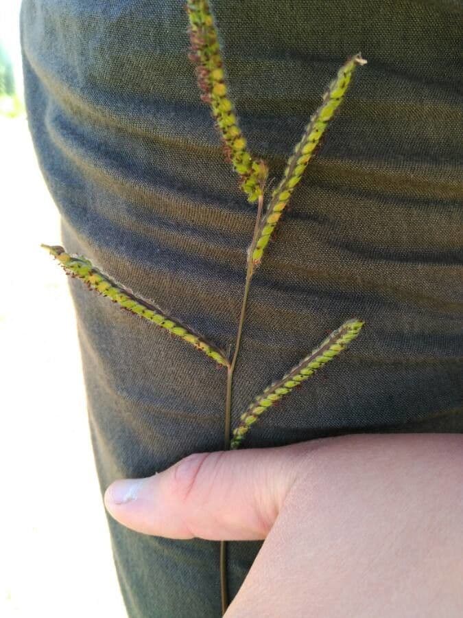 Paspalum scrobiculatum 8