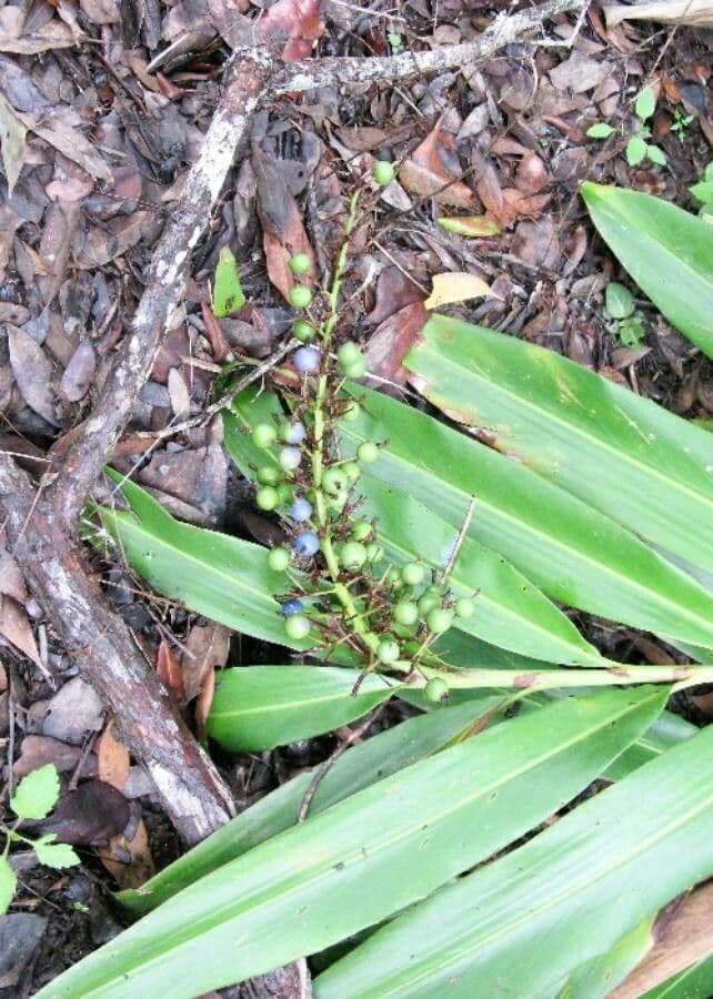 Alpinia blu