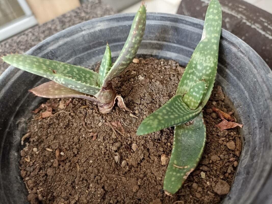 Aloe 2