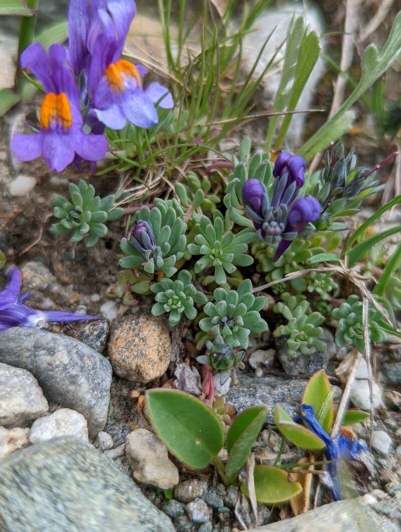 Linaria alpina 27
