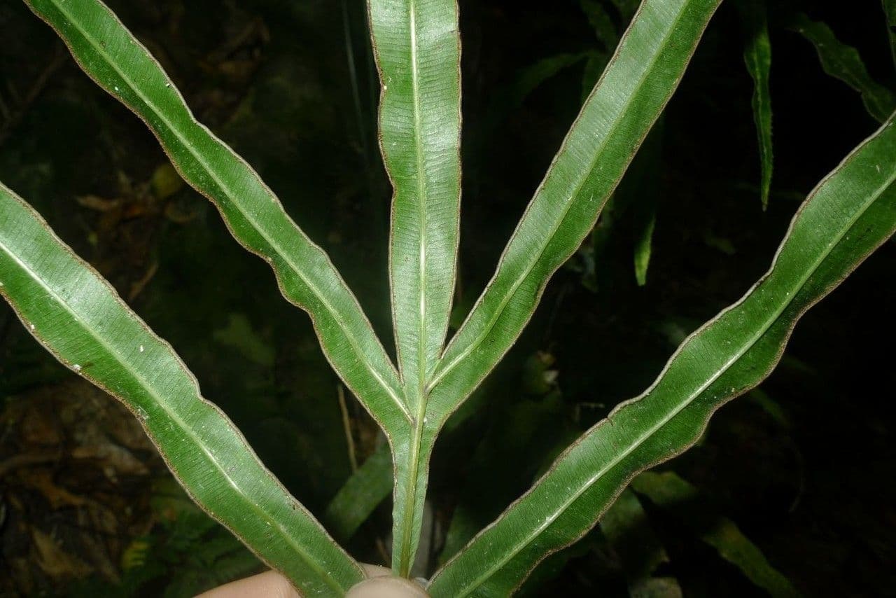 Pteris di Creta 19