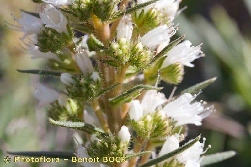 Echium 2