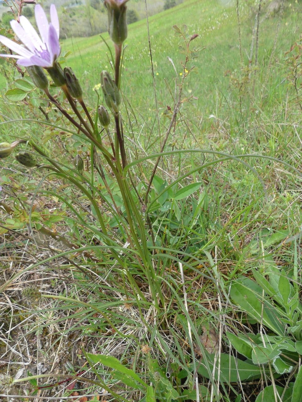Podospermum 14