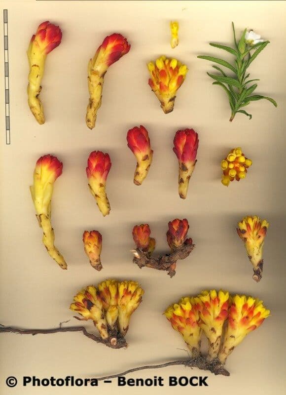 Cytinus hypocistis 28