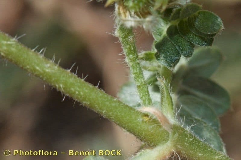 Tribolo cistoide 21