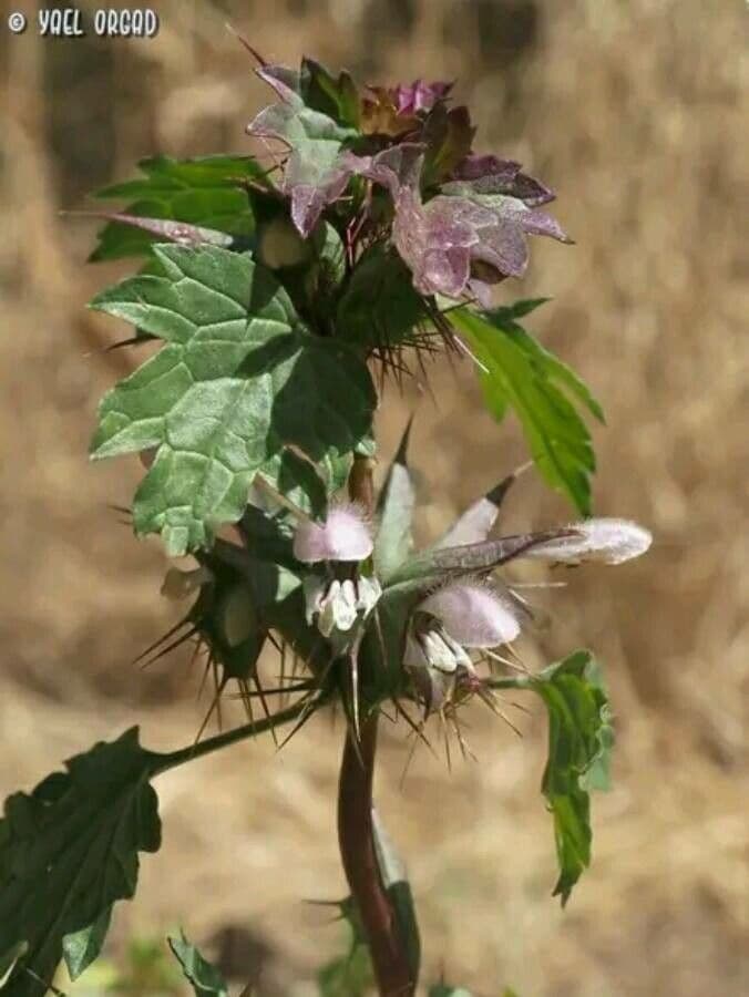 Moluccella