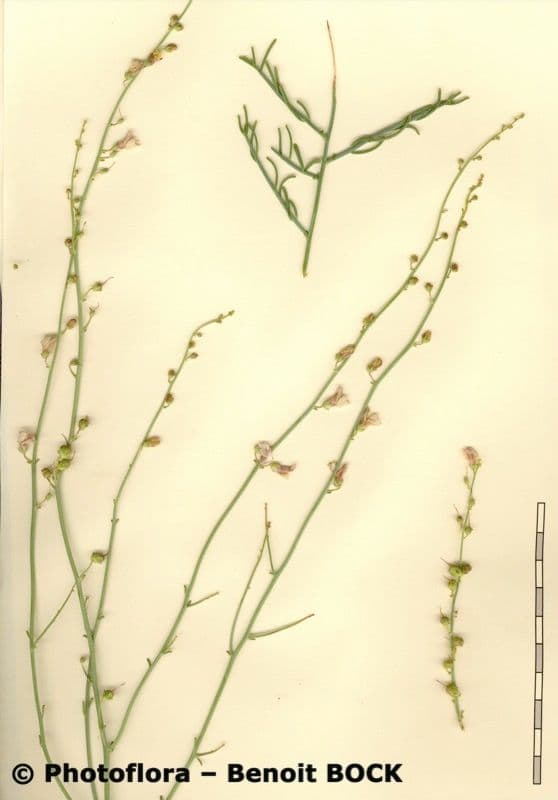 Acanthorrhinum 21