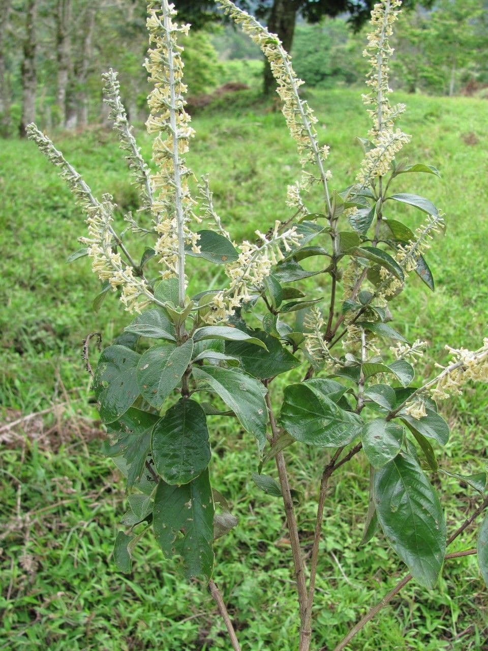 Arachnothryx buddlejovitý 7