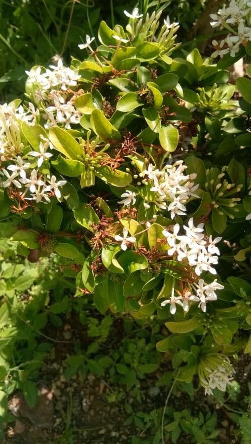 Ixora 6