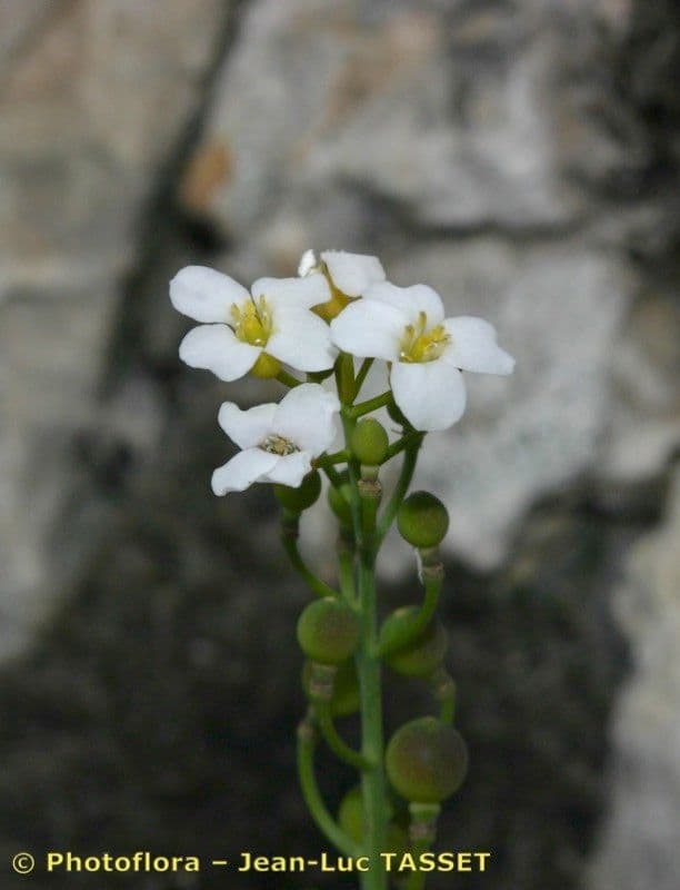 Krabilice 5
