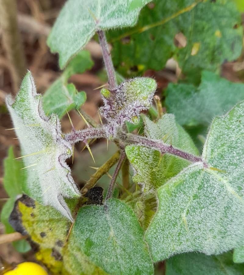 Solanum 25