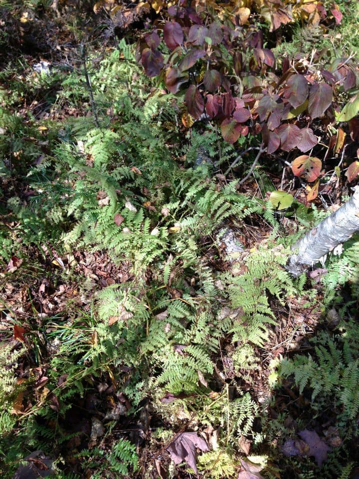 Dennstaedtia punctilobula
