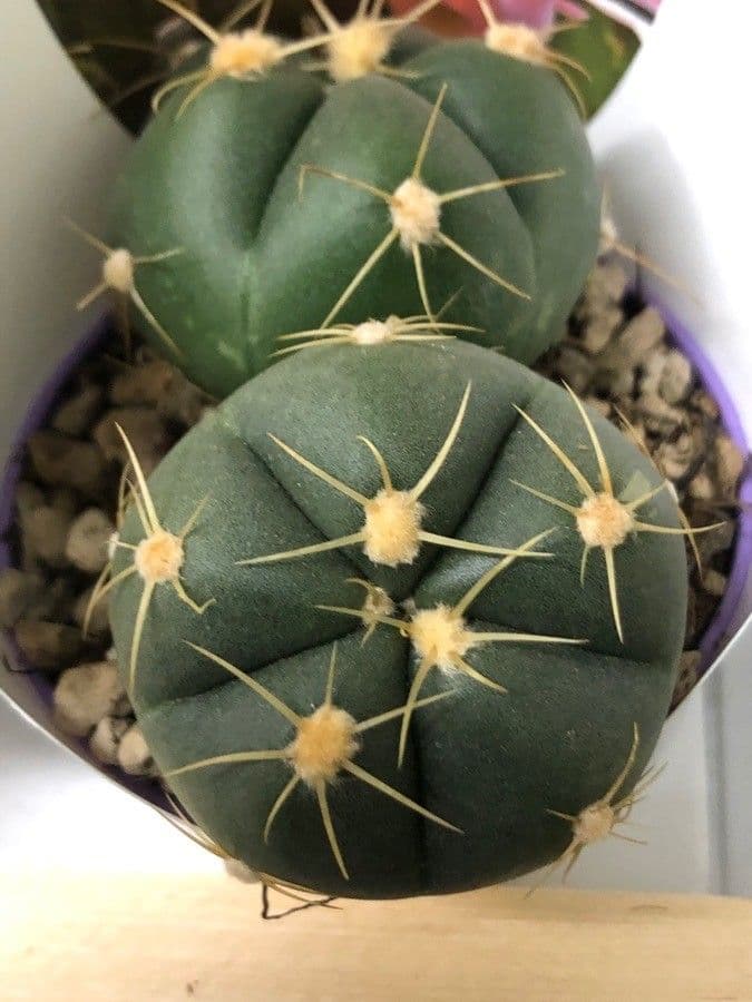 Cactus 7