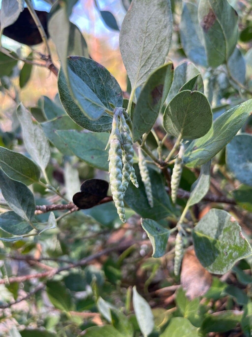 Garrya flavescens