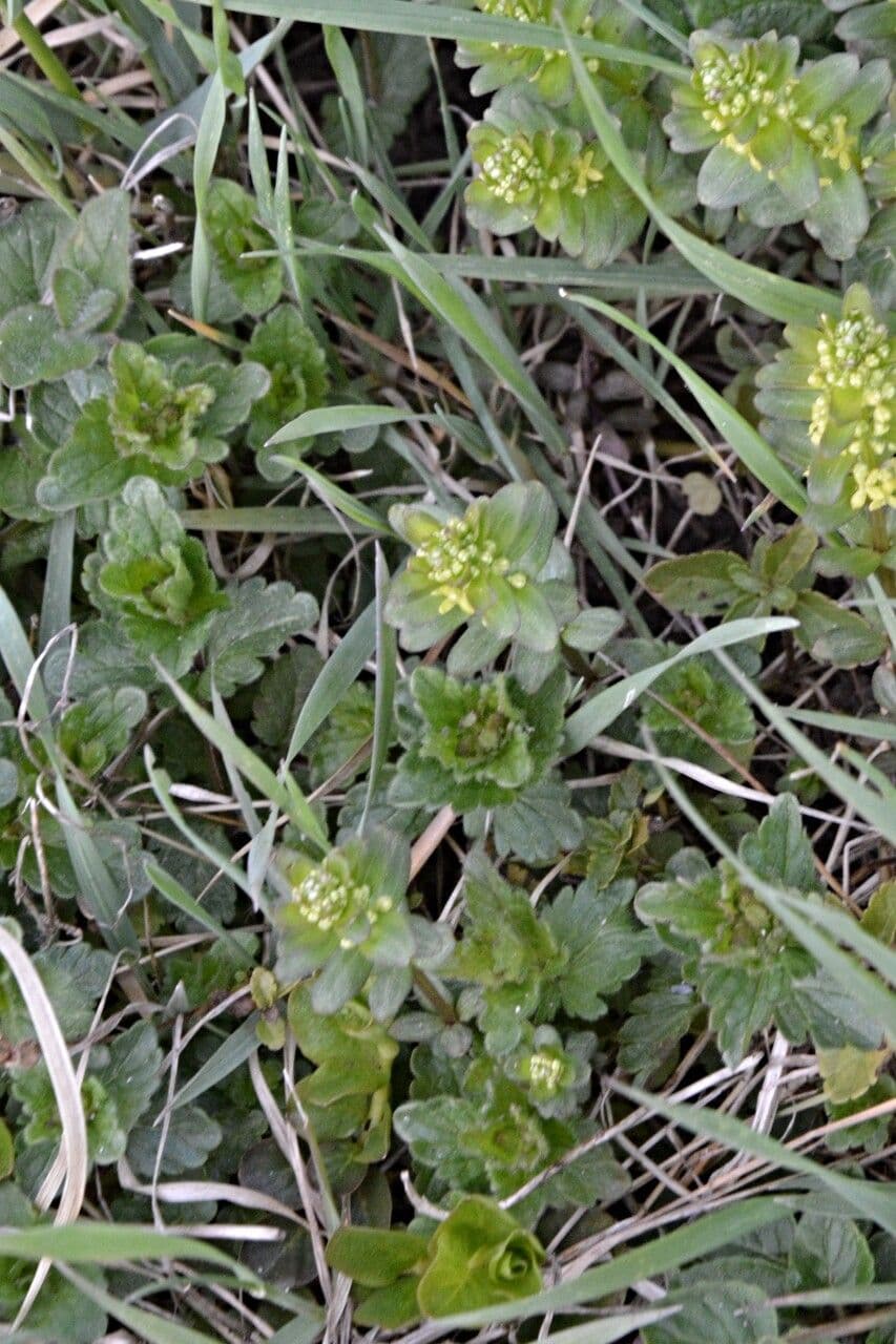 Crocettona glabra 13