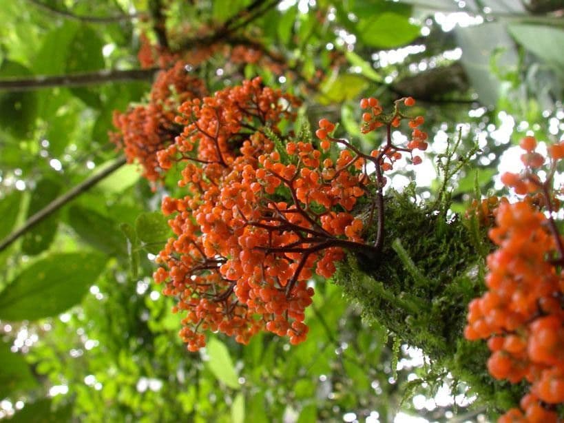 Urera simplex 5