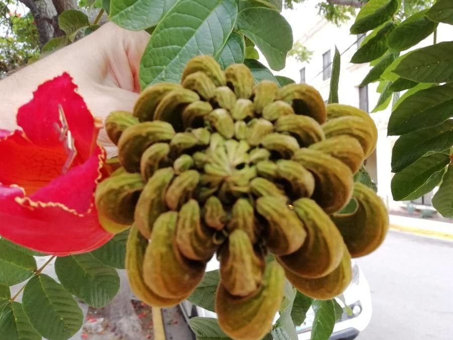 Spathodea campanulata 4