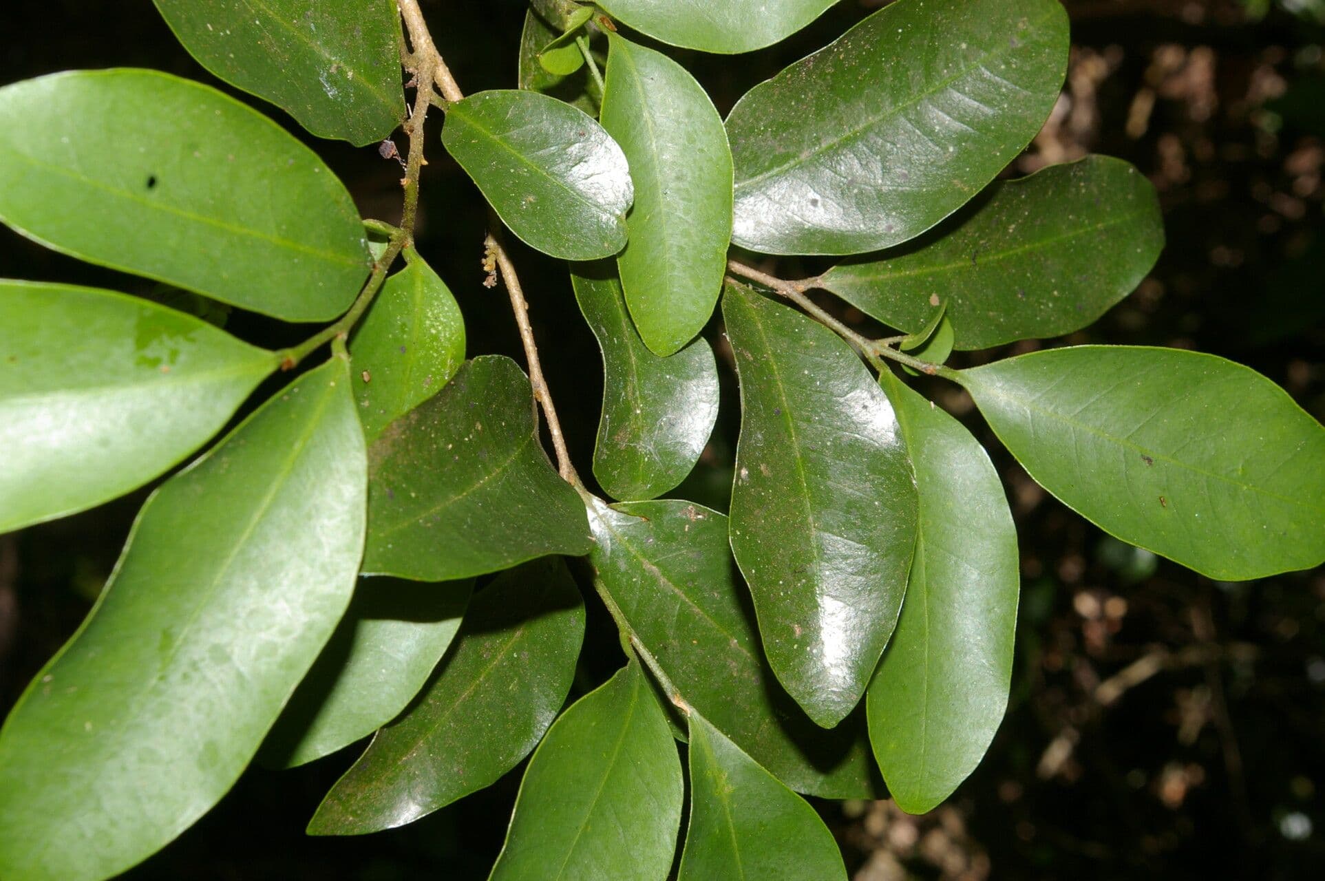 Desmopsis 7