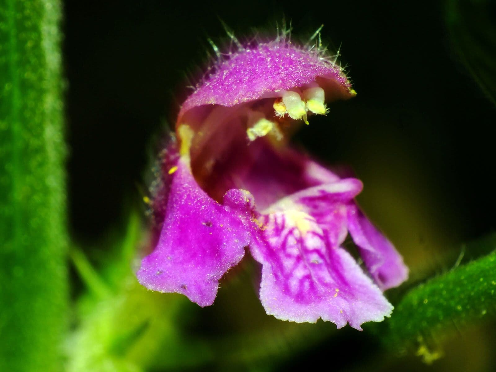 Canapa selvatica pubescente 3