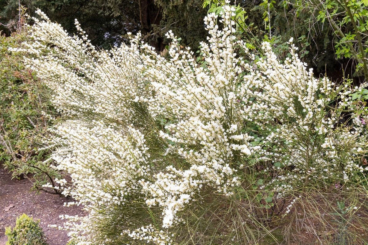 Ginestra multiflora 7
