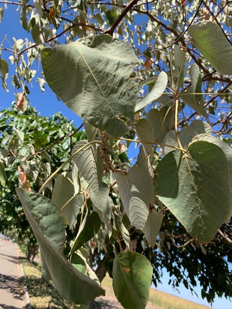 Croton 15