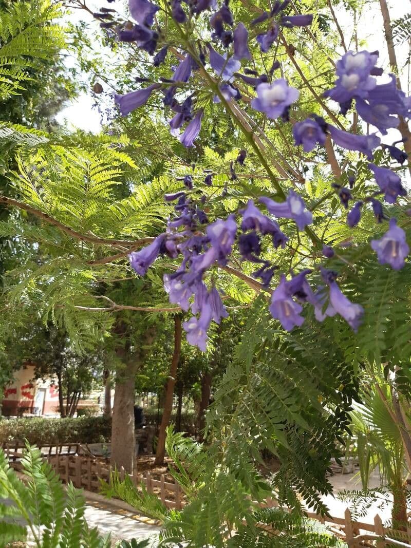Jacaranda caucana 9