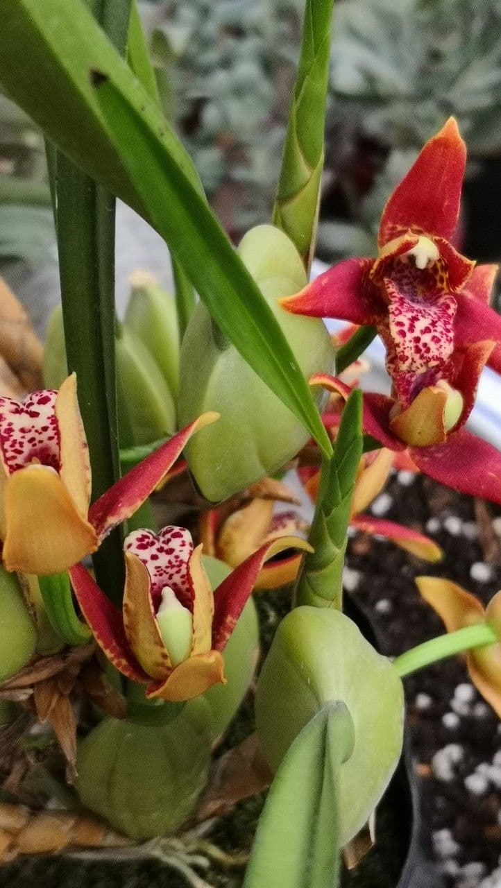 Cymbidium 2
