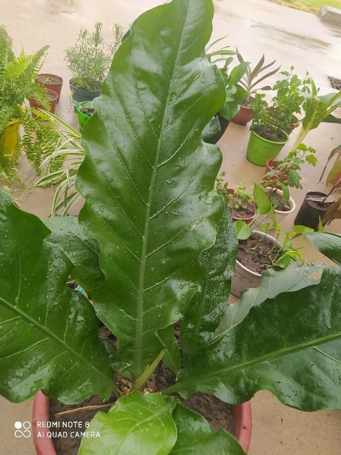 Anturio 6
