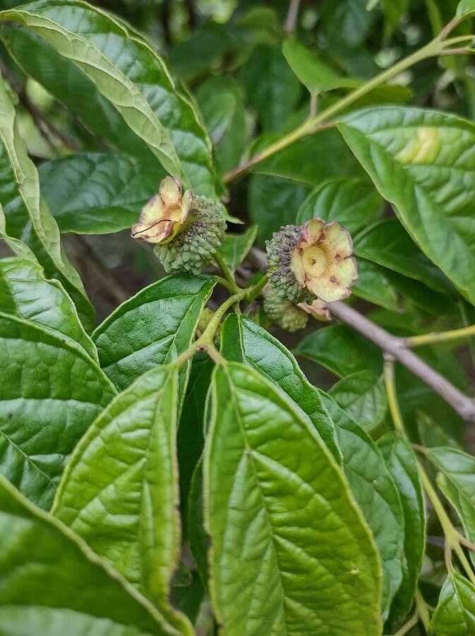 Campomanesia 2