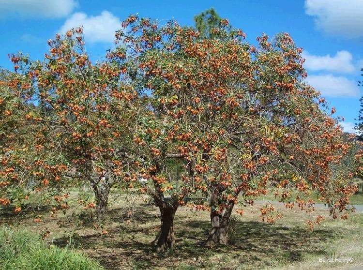 Erythrina bruna 13