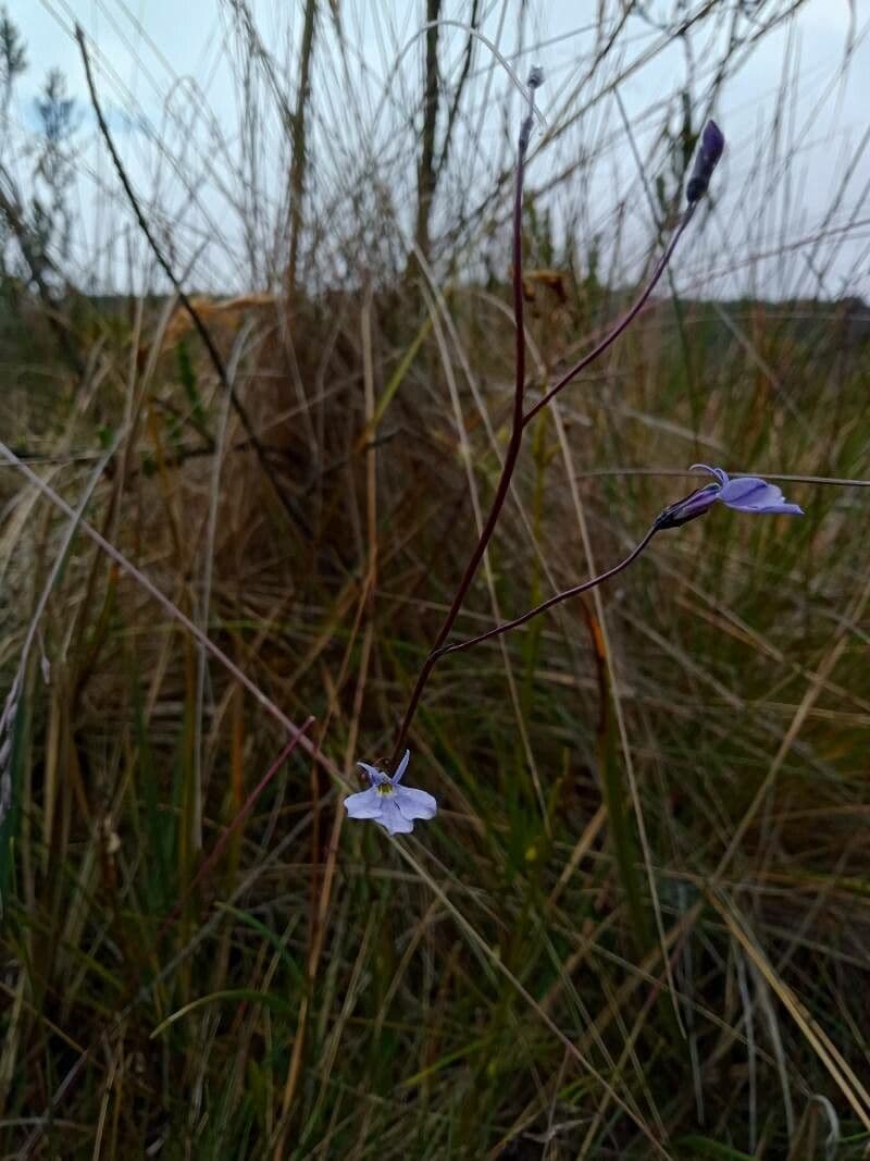 Lobelia tenera 2