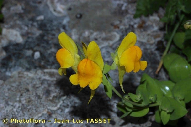 Linaria 5