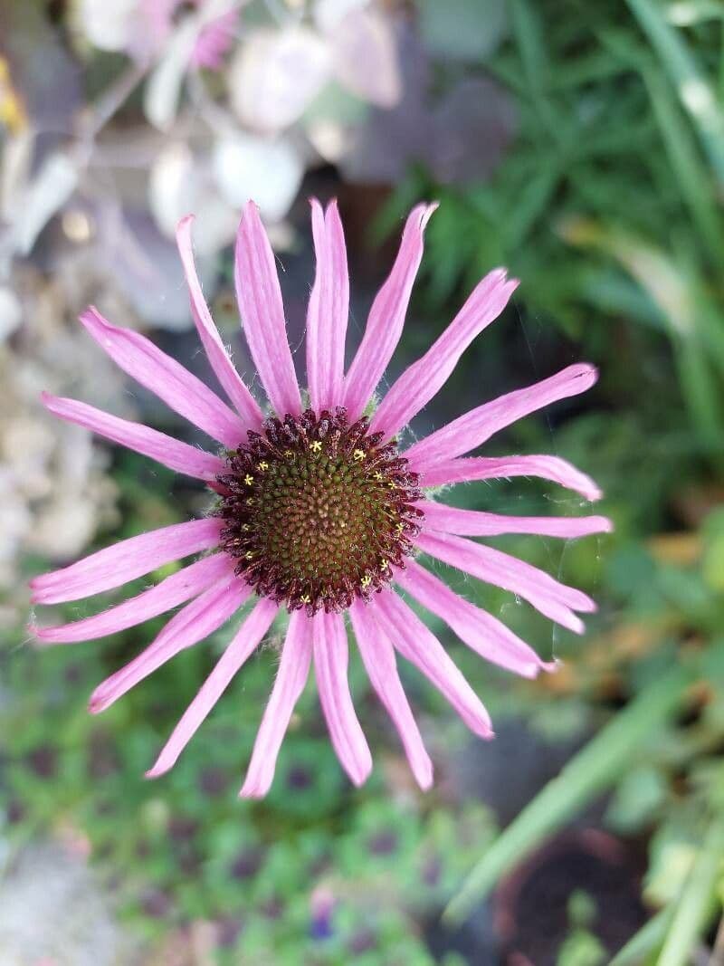 Echinacea del Tennessee 5
