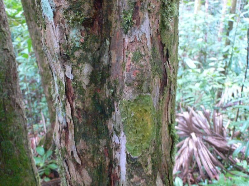 Osteophloeum