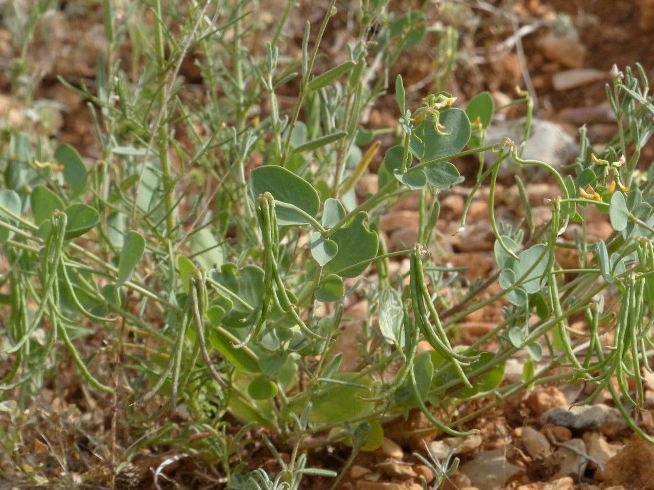 Alacranera 11