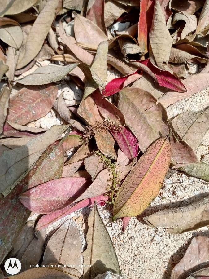 Mabea nitida 2