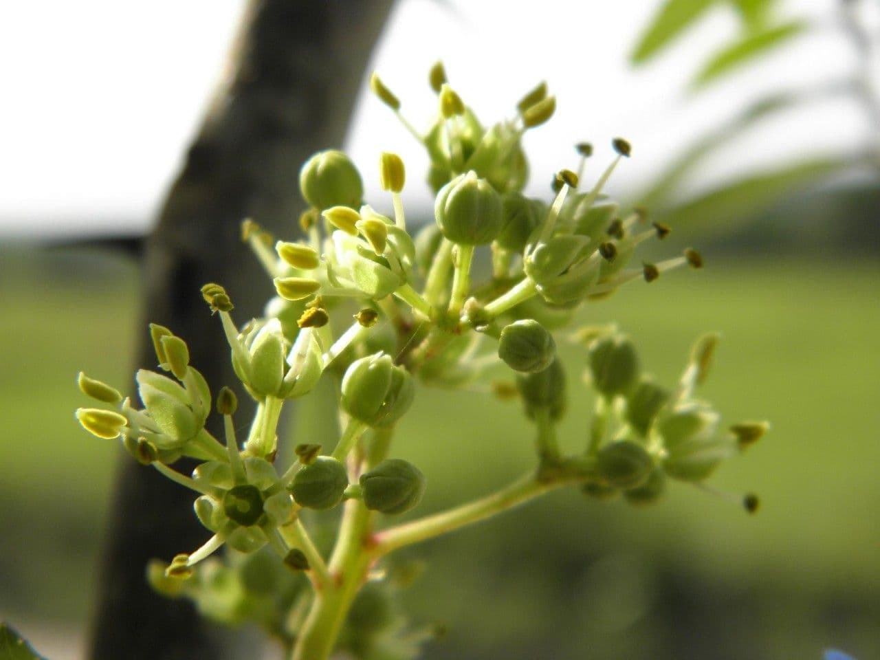 Zanthoxylum clava-herculis 5