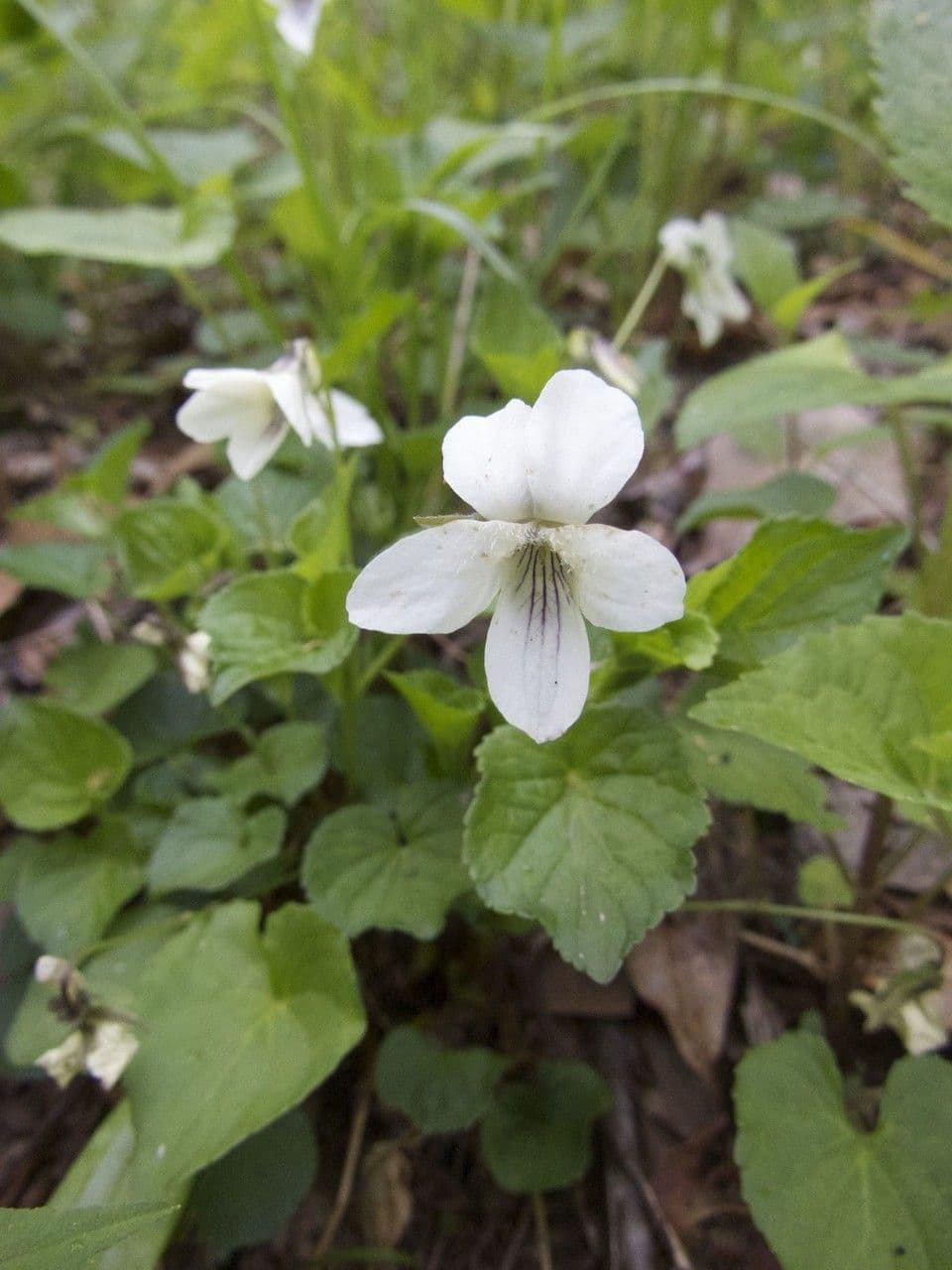 Weiße Waldveilchen 9