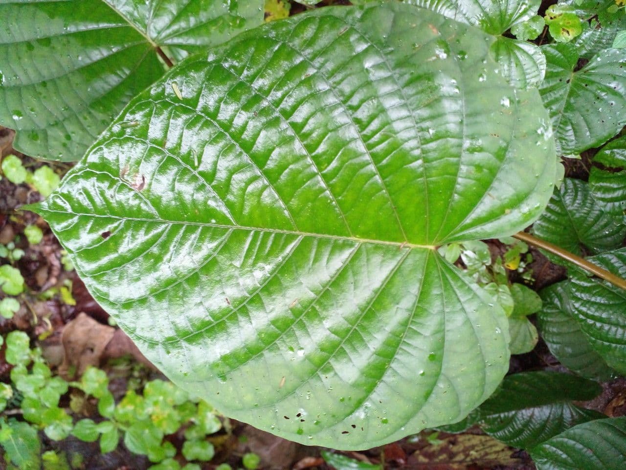 Ipomoea philomega 19