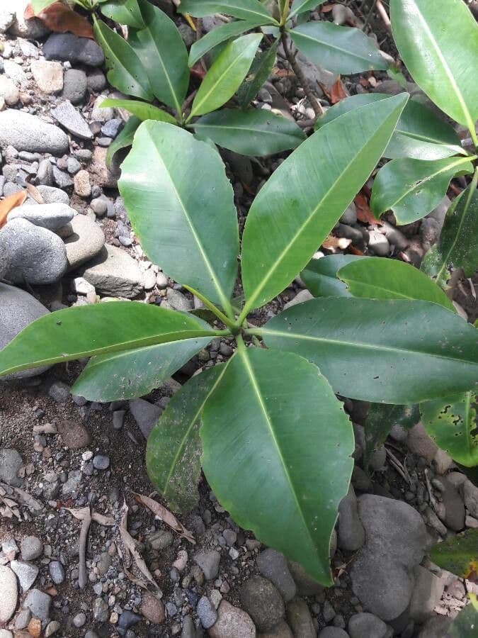 Mangrovia rossa 20