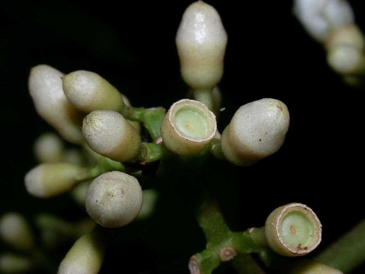 Miconia cooperi 2
