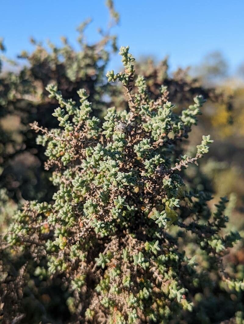 Maireana pyramidal 2