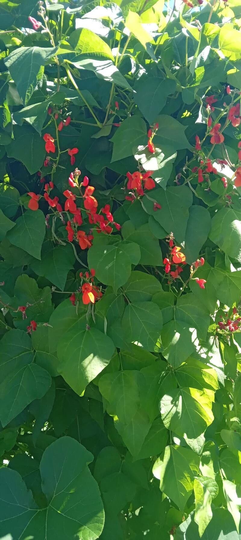 Runner bean 11